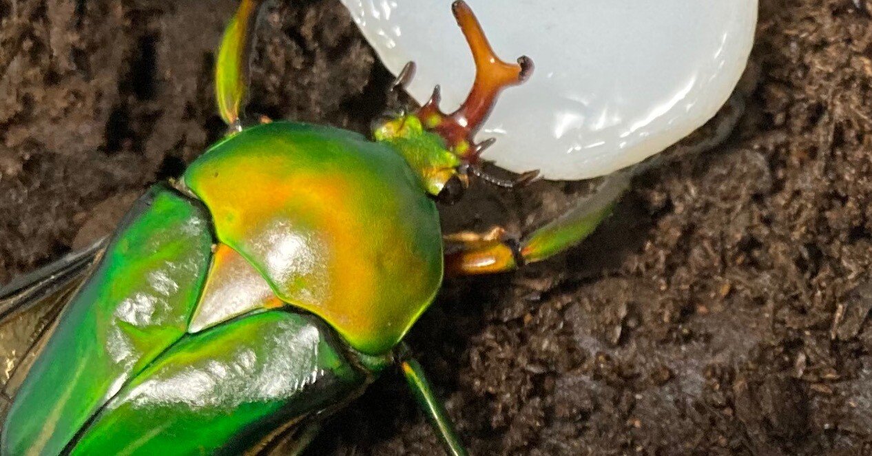 飼育日記第1話 モルガンサスマタカナブン ｜sakebunbun