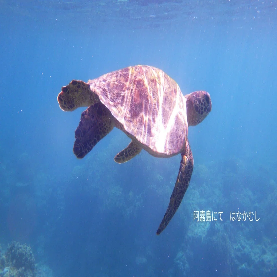 浦島太郎から見た海の世界 53cm 浦島太郎を生物地理学観点から考える【タイ・タオ島】｜はなかむし