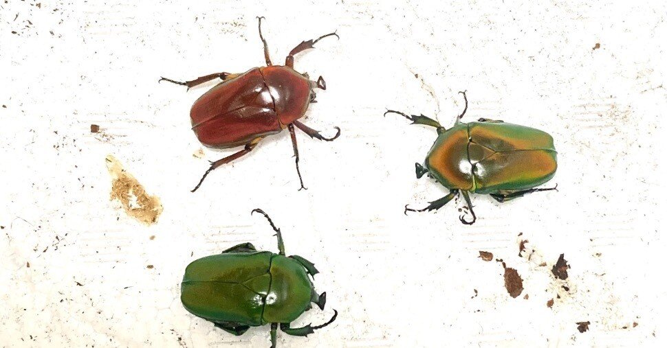 飼育日記 第3話 タイワンツノカナブン｜sakebunbun