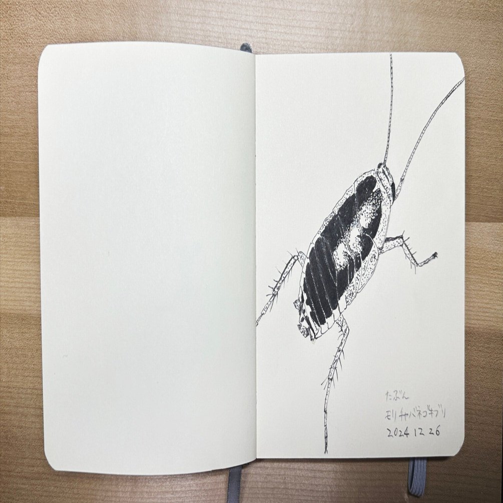 20241226｜桃山鈴子の『すずこのさんぽ日記』