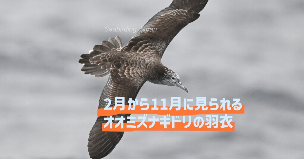 オオミズナギドリの剥製 オオミズナギドリの剥製 オオミズナギドリの剥製