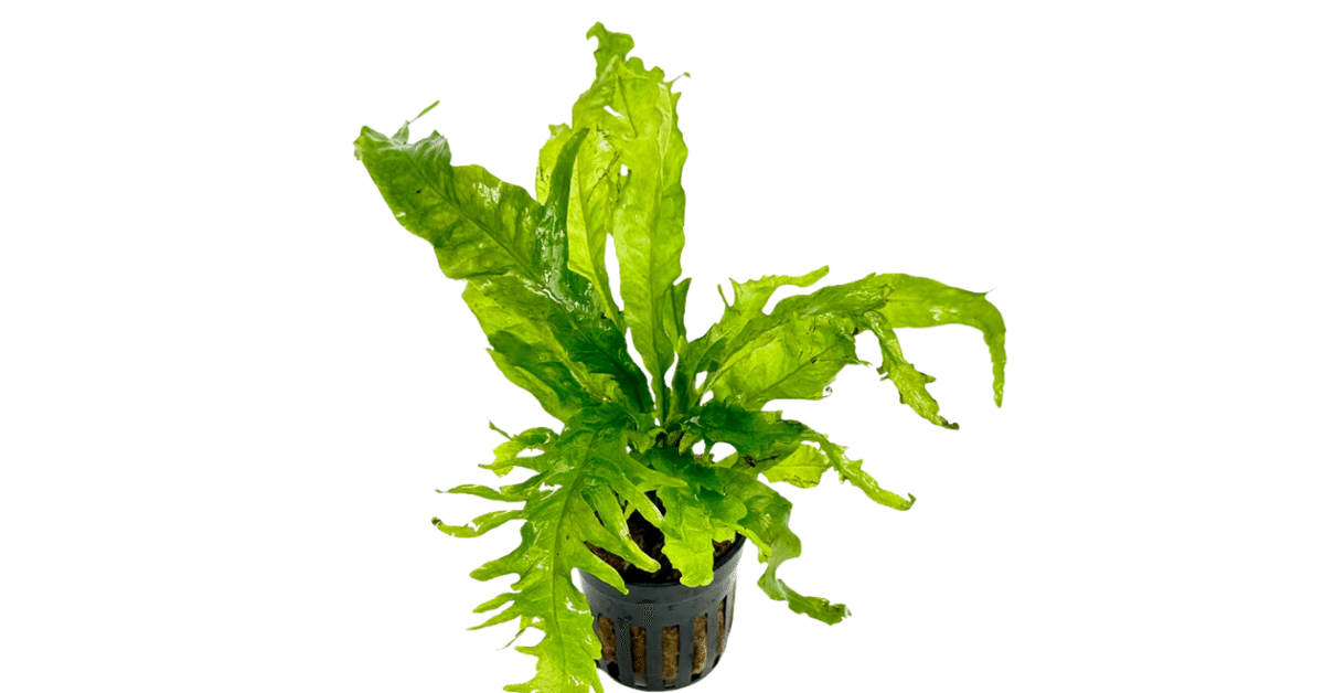 特大】ミクロソリウムプテロプス 溶岩石活着済+おまけ