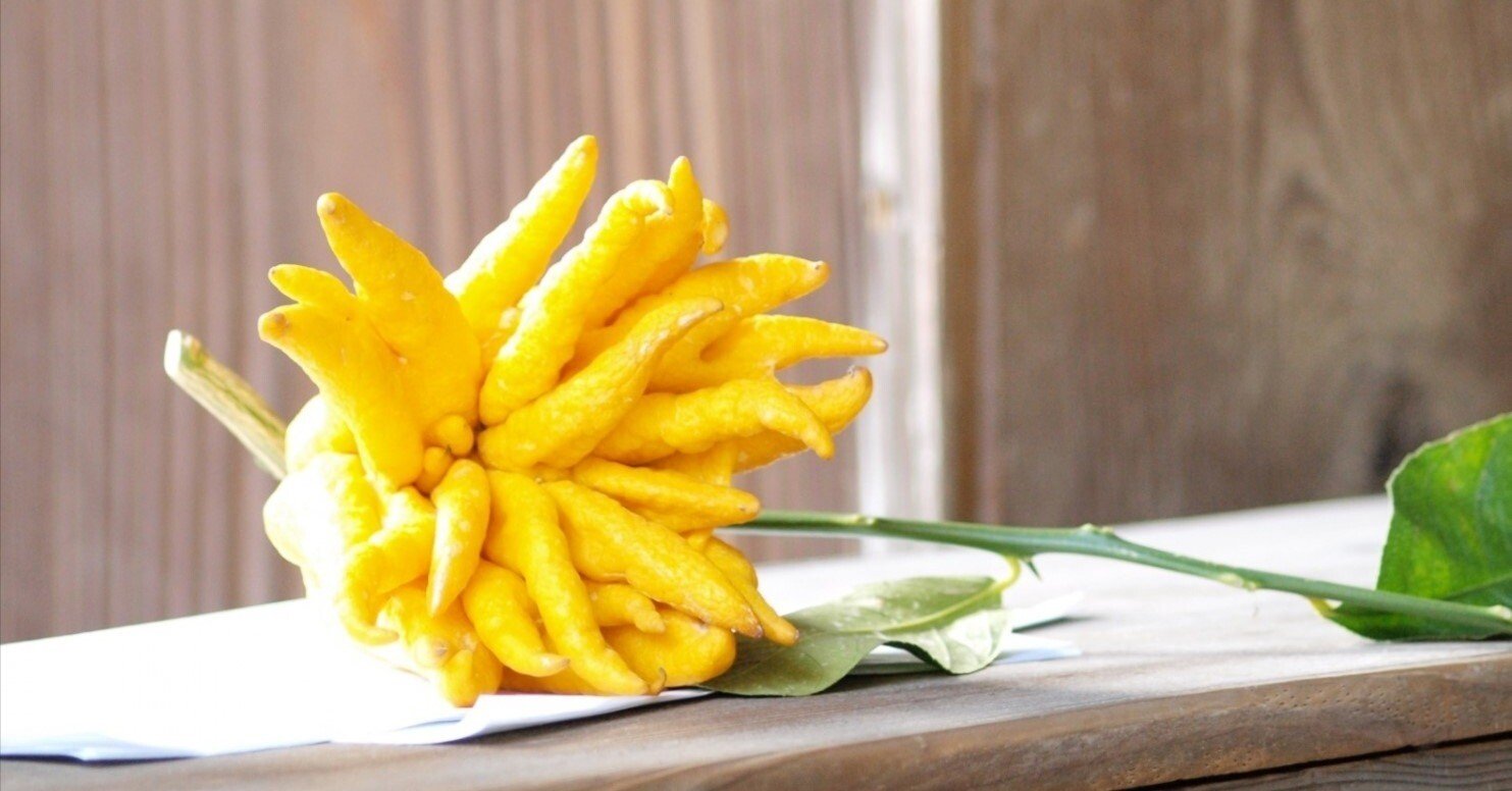 #25-51/55_仏手柑(ぶっしゅかん)-すずりんさんご確認用 仏手柑（ぶっしゅかん）｜鈴木咲子/ Sakiko Suzuki