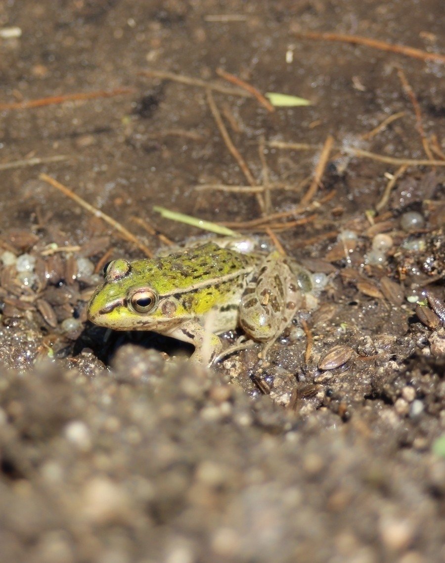 田んぼのカエルが活発に活動し始めました 玉屋一心 たまやいっしん Note 田んぼのカエルが活発に活動し始めました 玉屋一心 たまやいっしん Note