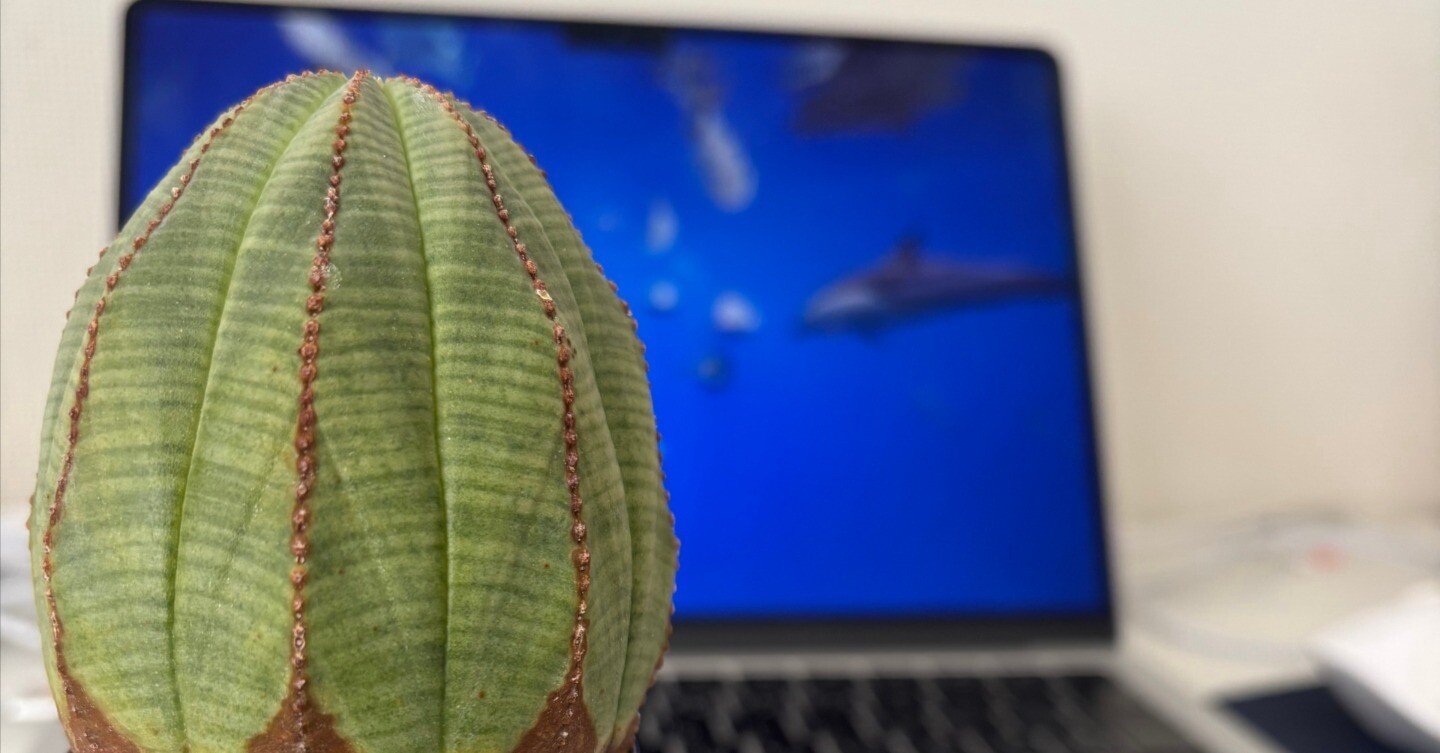 記録]オベサ11の成長記録（初発根管理）｜園芸バタフライ