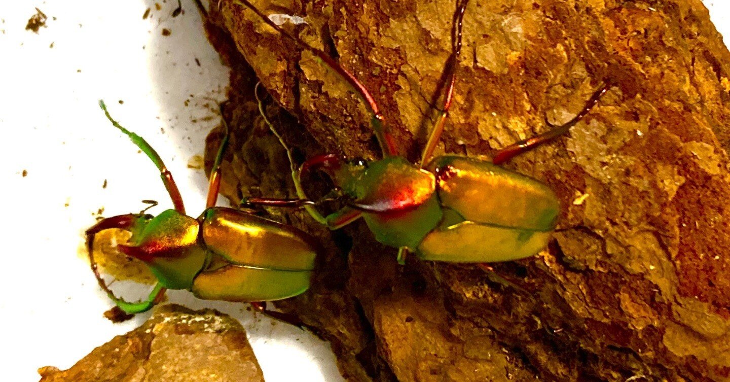 飼育日記第2話 色々なカブトハナムグリ｜sakebunbun