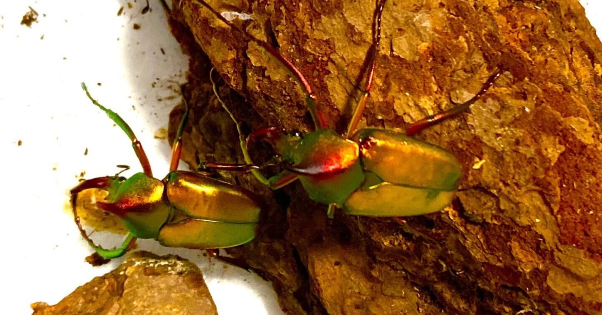 大人気定番商品 極美麗‼️ロドリゲスカブトハナムグリ 蝶標本その他 鈍る 昆虫 甲虫 標本