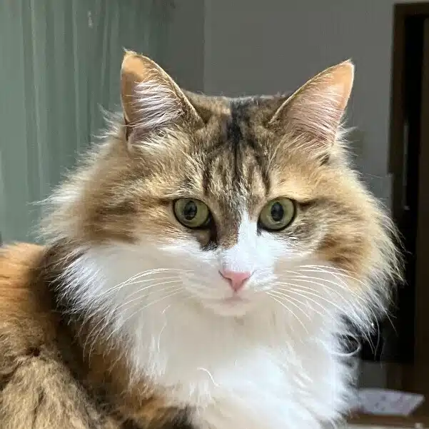 ヒデチャコ