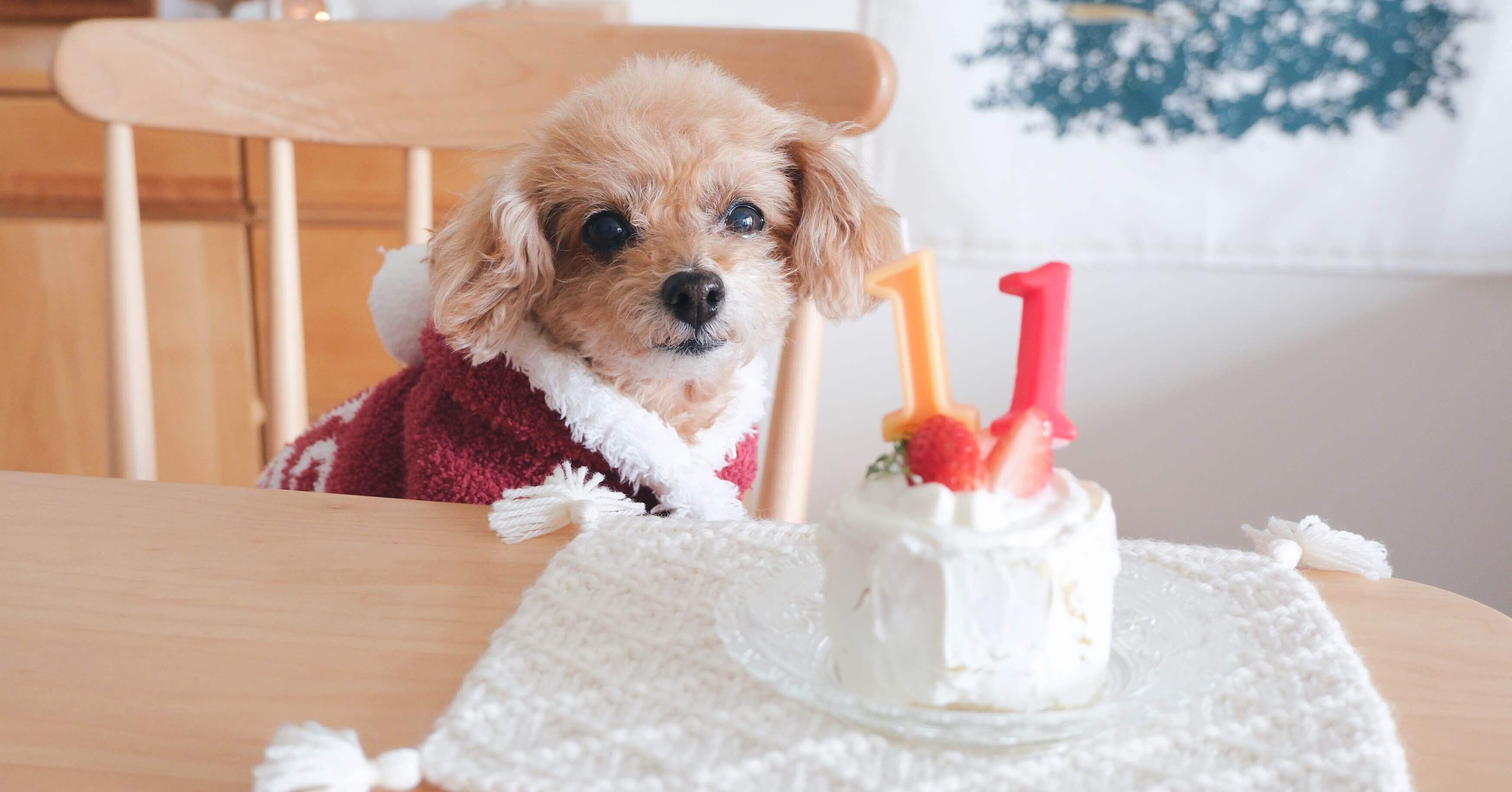 11歳の誕生日｜シニア犬日記 #11｜さいとうえみり｜hikari living店主