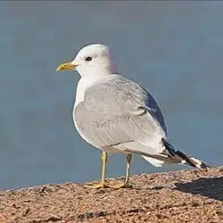 fuku