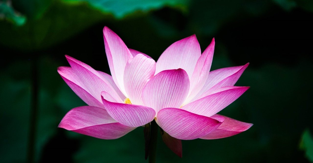 ガーデン」藤井風さん 名曲考察#3：慈愛、癒し、無為自然‥｜ 音の雫