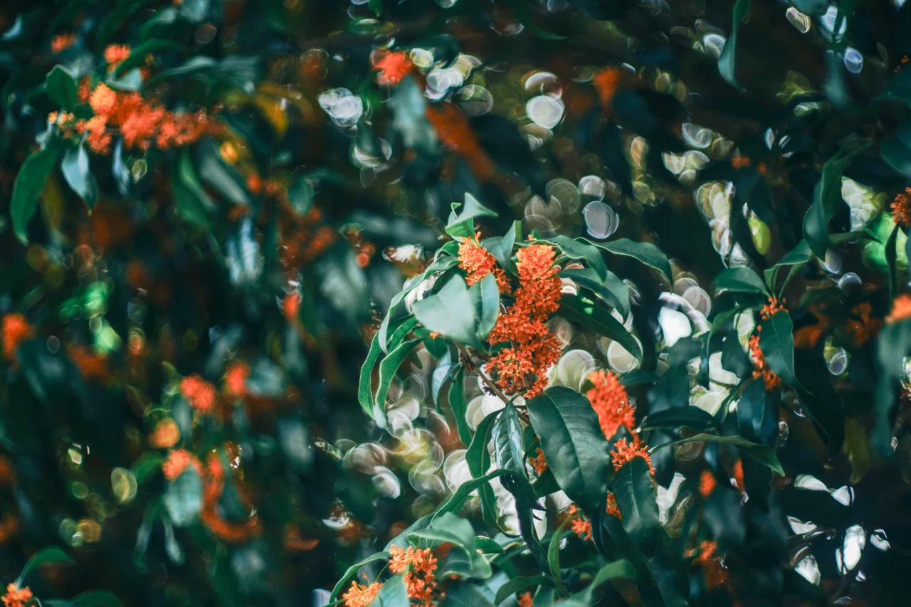 オールドレンズ】Helios 44-2 58mm f2.0を布教させてください