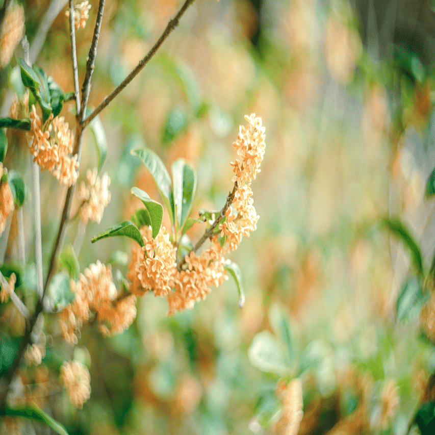 オールドレンズ】Helios 44-2 58mm f2.0を布教させてください