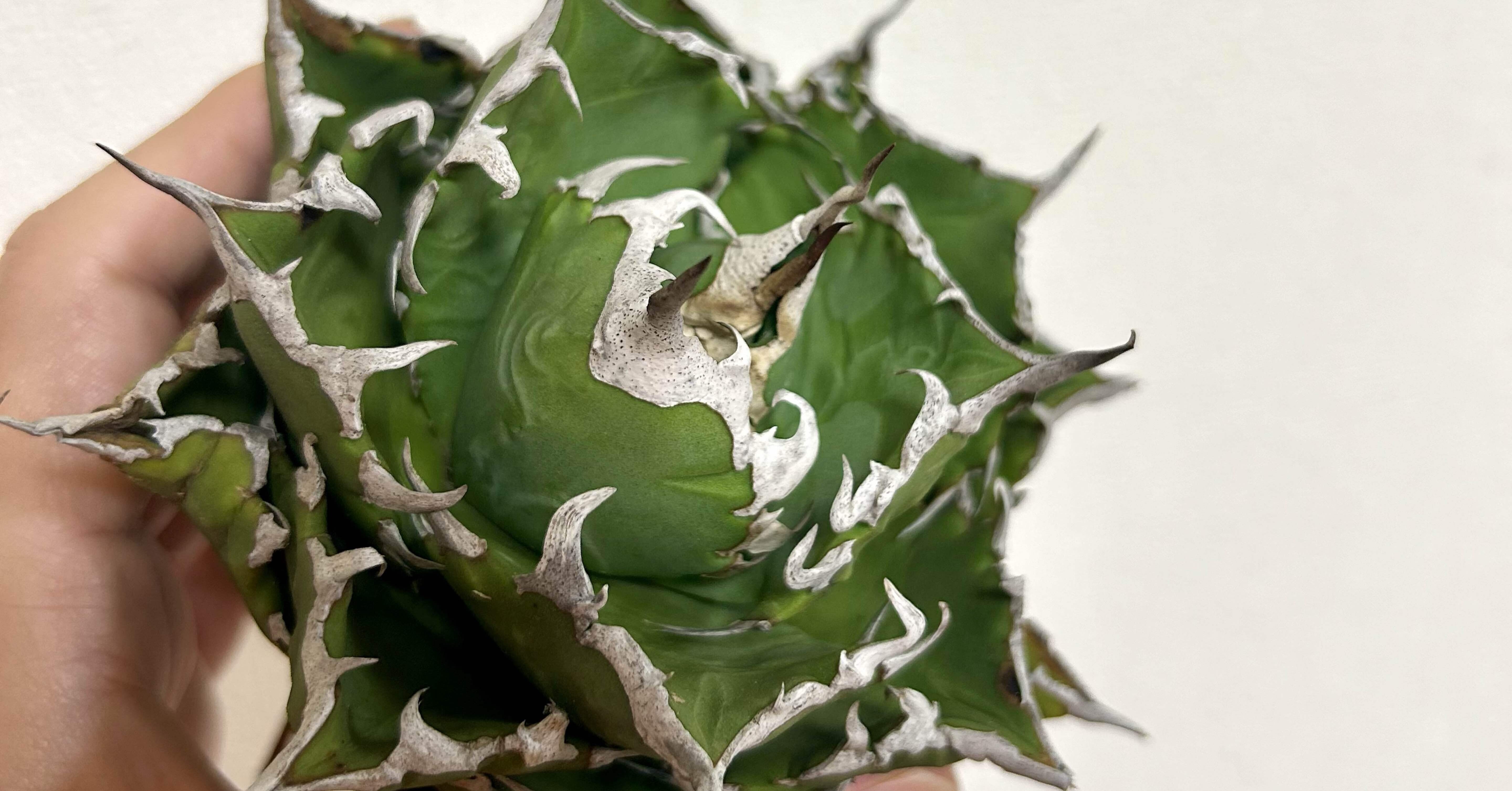 碧　オアハカ現地球 2025年最新】Yahoo!オークション -オアハカ 現地球の中古品・新品・未