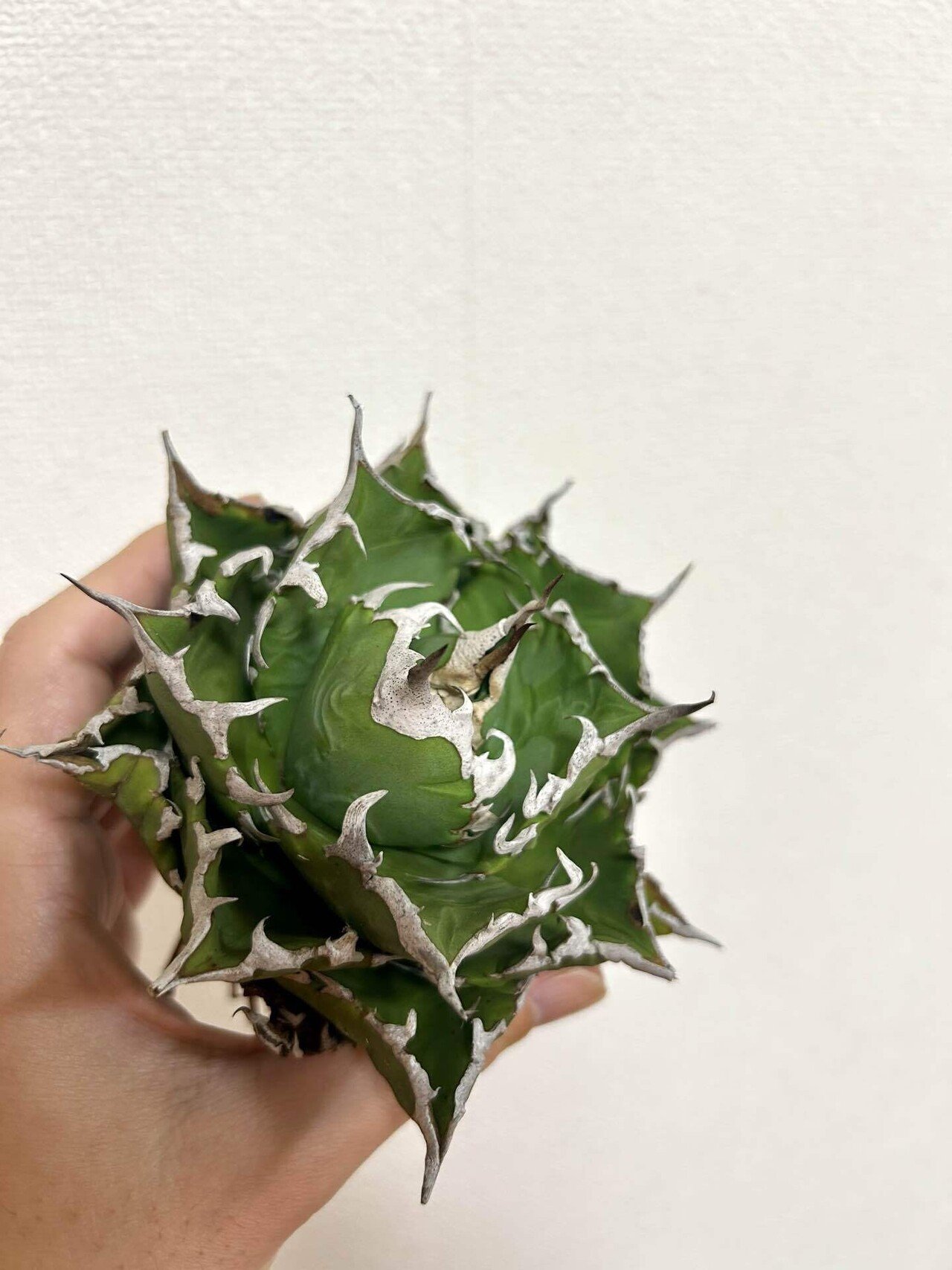 アガベ オアハカ 現地株 オテロイ(アガベ オアハカ Agave アガベ オアハカ 現地株 オテロイ(アガベ オアハカ Agave