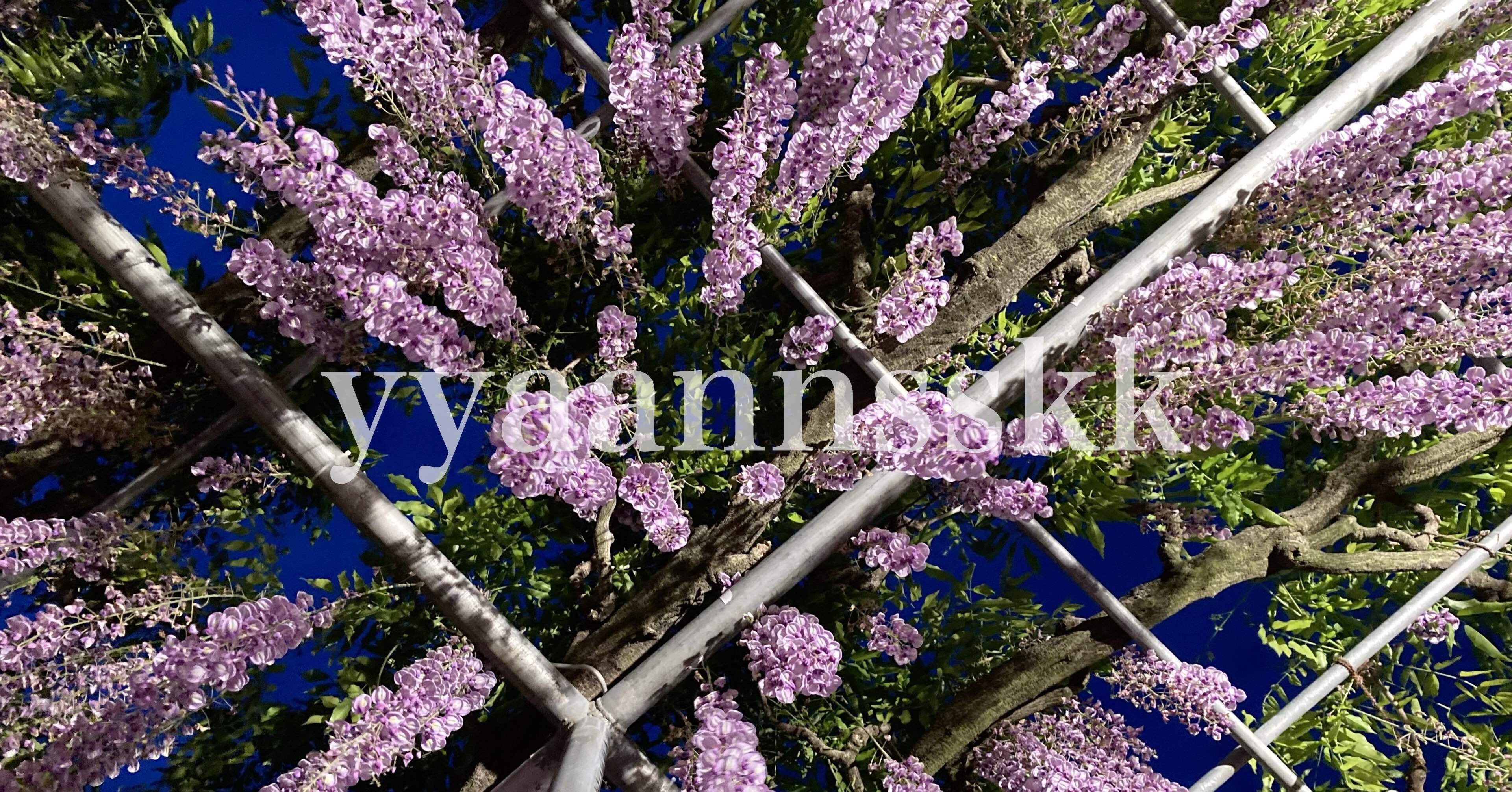 HULA HULA GARDEN｜奈良美智｜yyaannsskk