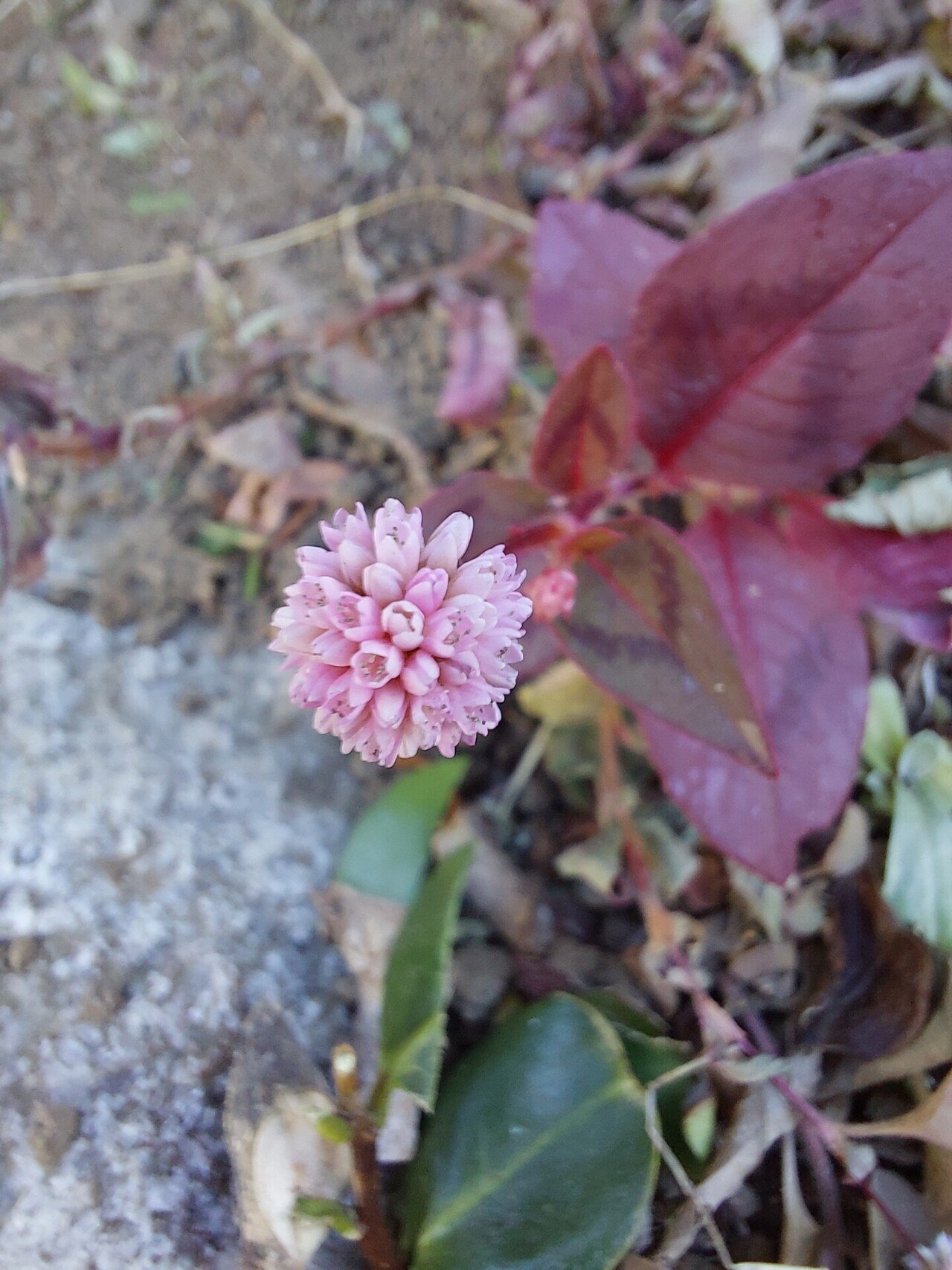 クリスマスローズトルカータスセルビアオーレア交配アトロ大木ナーサリー