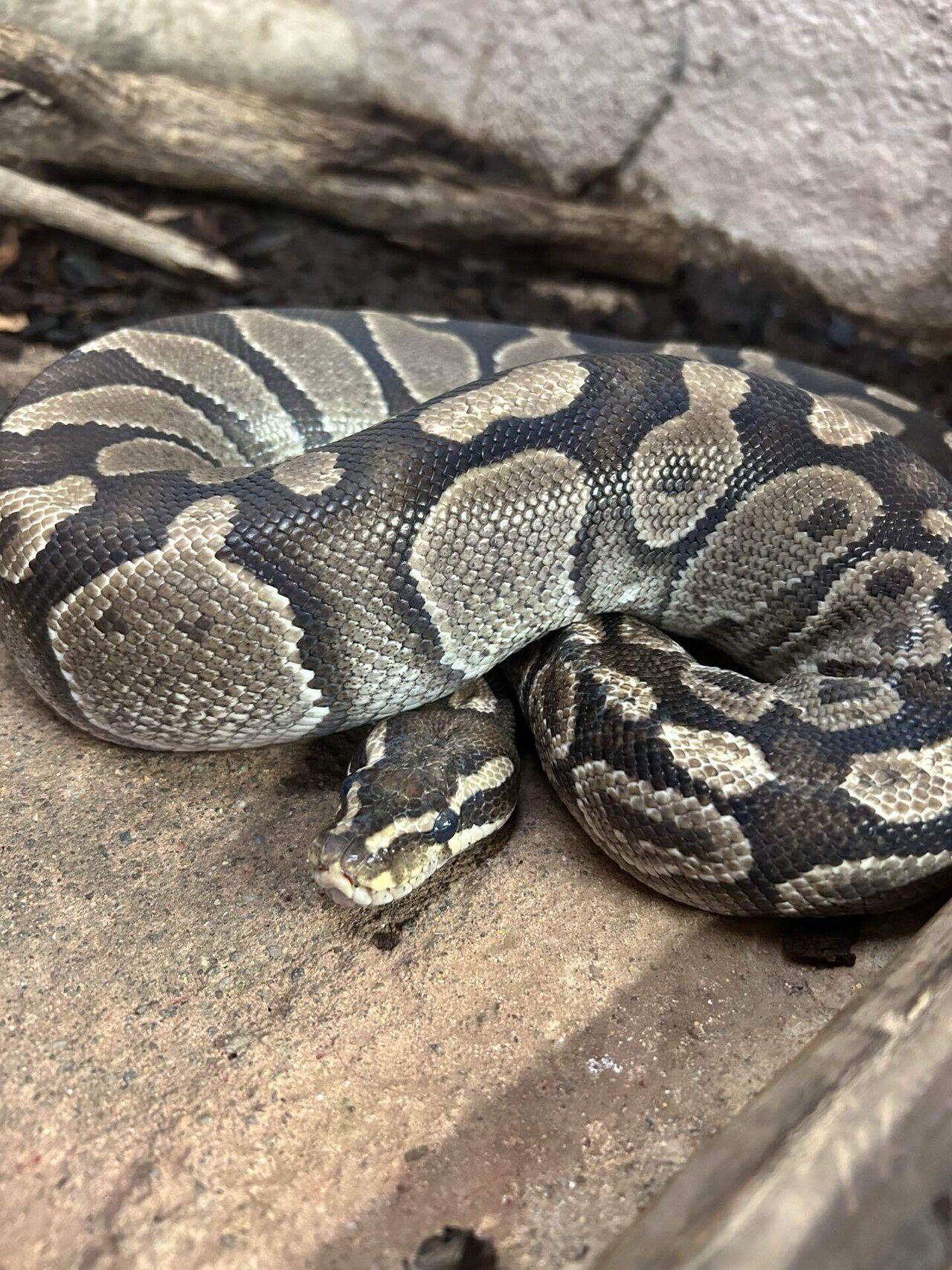 今年の干支はヘビ🐍｜那須どうぶつ王国公式note