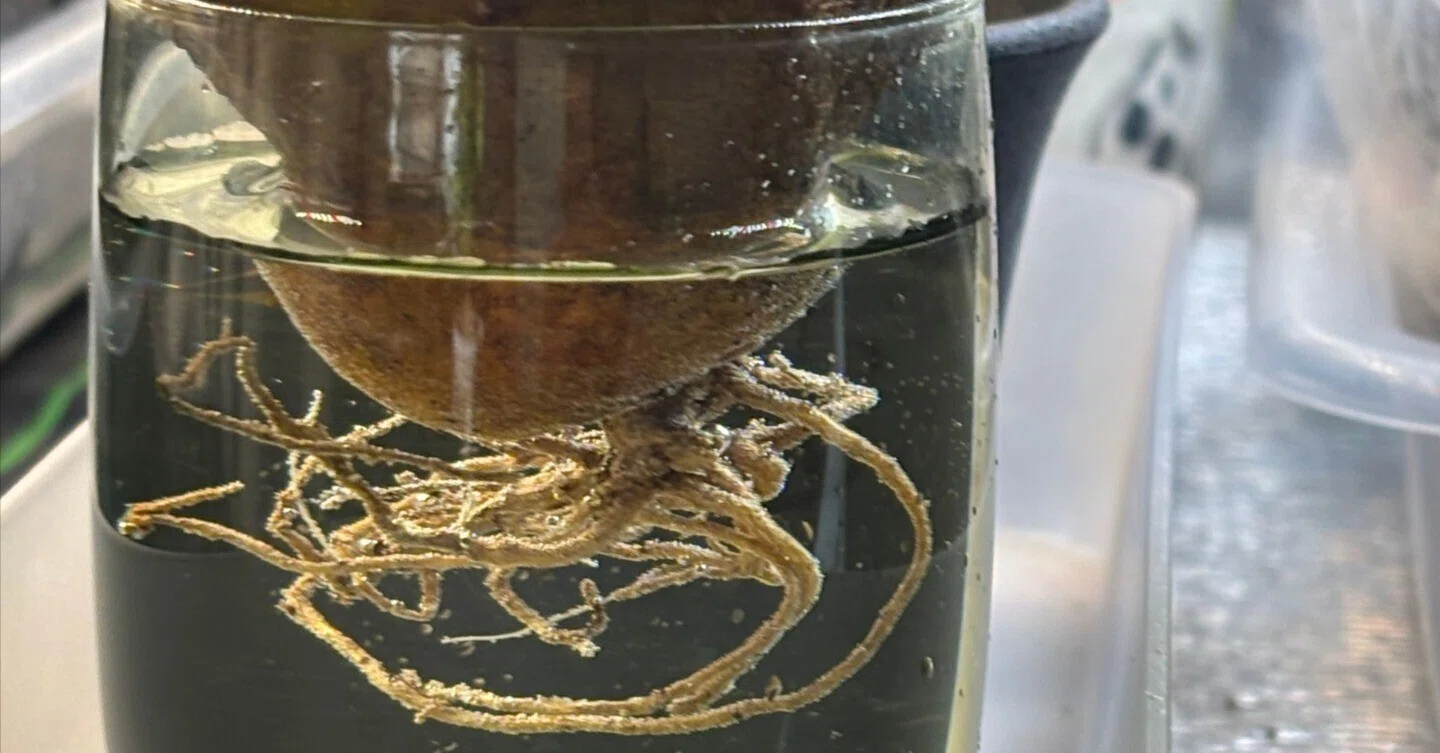 オベサの傷の治療と発根管理を同時にやっちゃうの巻｜園芸バタフライ