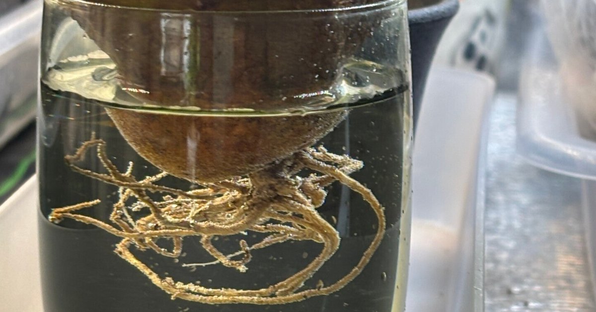 ユーフォルビア・オベサ 発根管理中