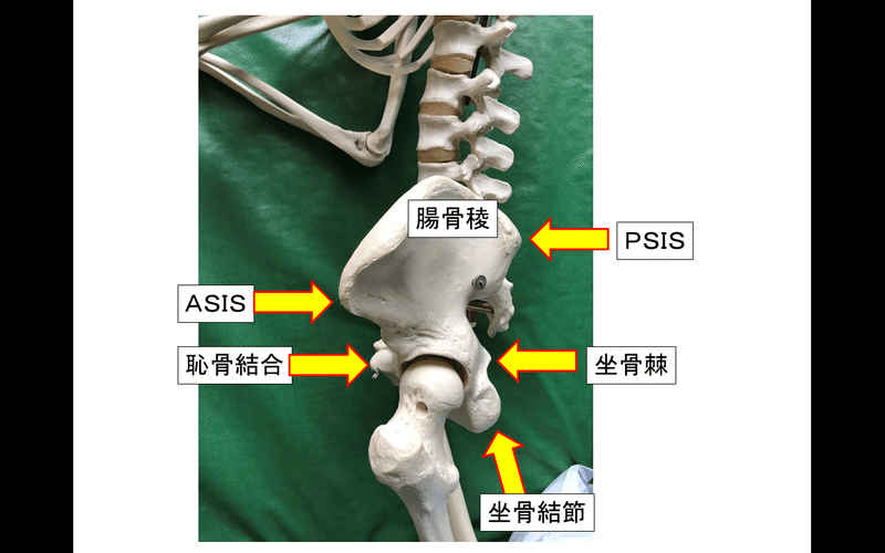 骨盤側面