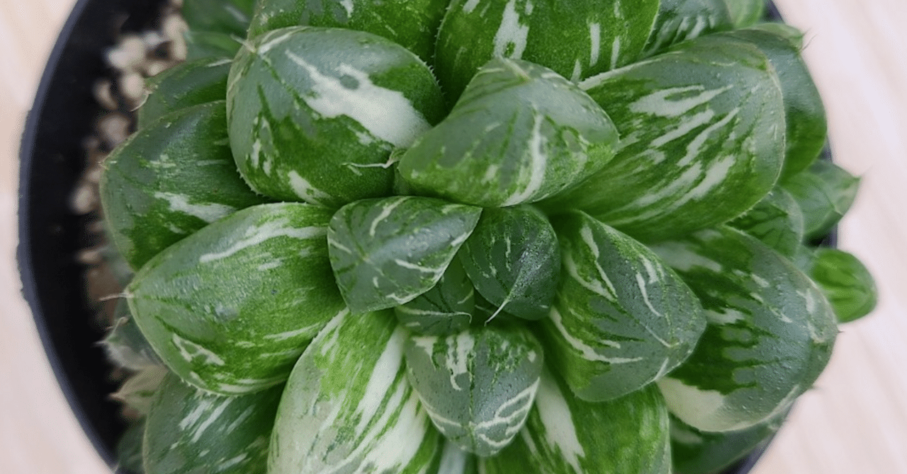 ハオルチア オブツーサ （多肉植物 ハオルチア オブツーサ錦