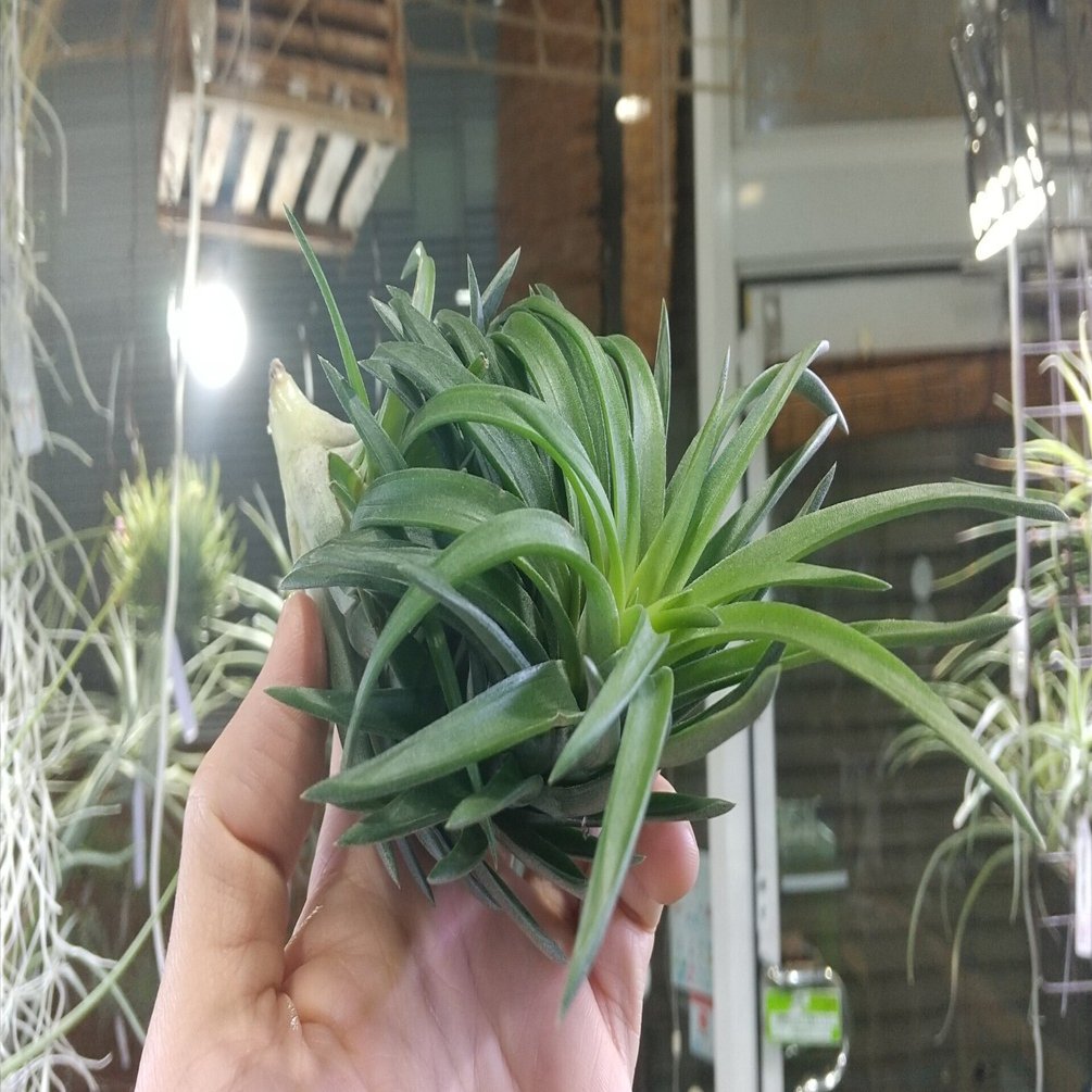 チランジア入荷リスト12/14｜NatureGarden🌿神田