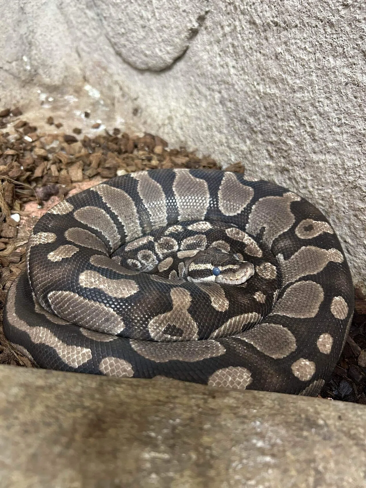 今年の干支はヘビ🐍｜那須どうぶつ王国公式note