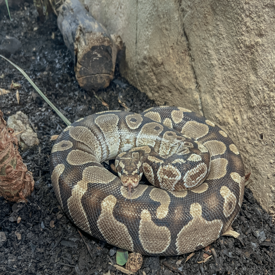 今年の干支はヘビ🐍｜那須どうぶつ王国公式note