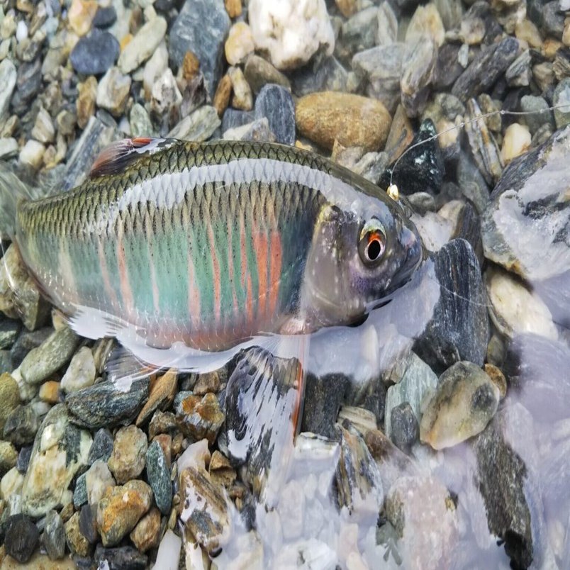 毛鉤でハヤ釣り第2弾！OWNER(オーナー）ハエ・ヤマベ毛鉤仕掛けで小物