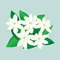 Jasmin-India