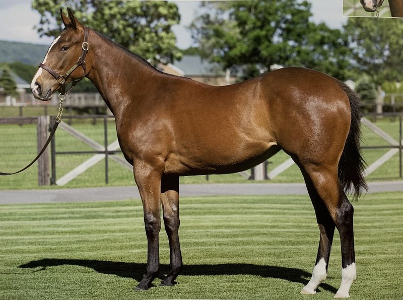 2歳牝馬チャンピオン レシステンシアの地を這う走りを実現させてているモノ 一口馬主マスターb Note