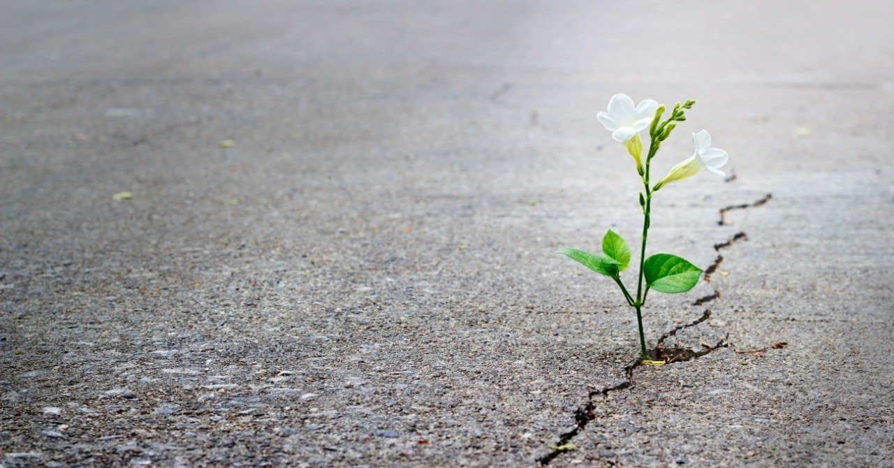 リンクのサムネール画像