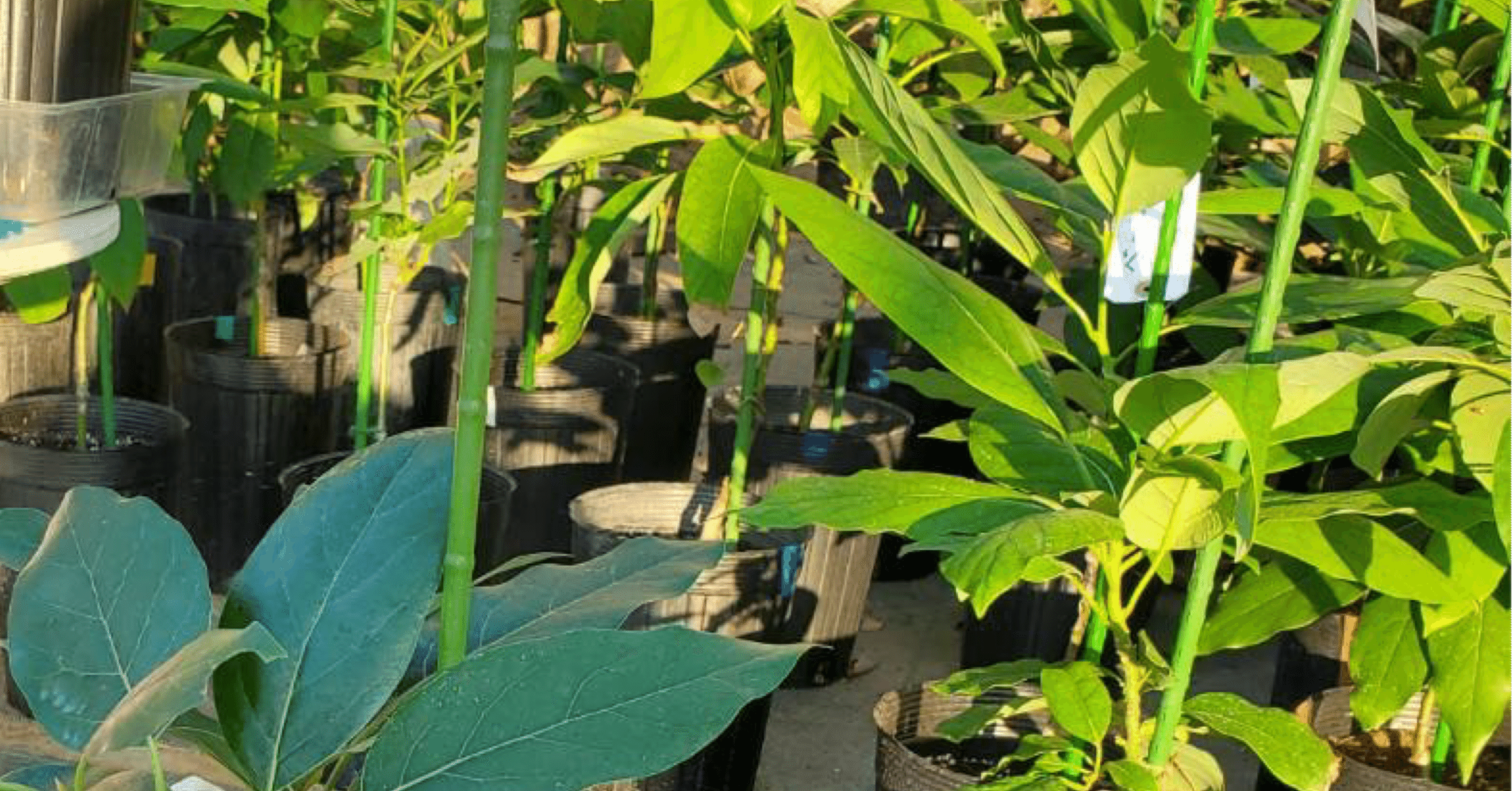 ぽるぽる　アボカド苗 0000000007422_E4OKDDw.jpg