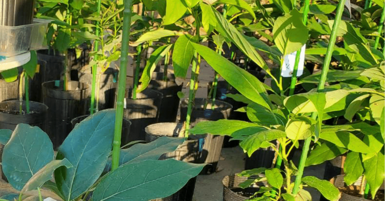 一般人が本気でアボカド栽培に挑戦してみた12 [あの苗木の物語]｜Kei Pakal