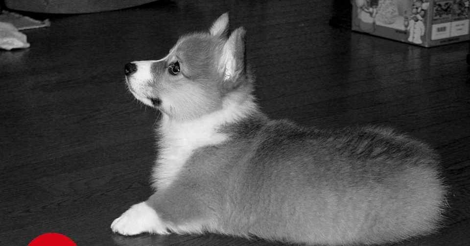 私は犬が嫌いだ 第2章 しつけの本 アトムパパ Note