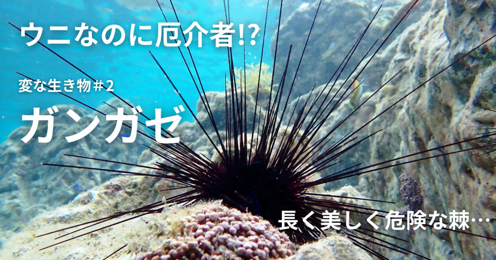 新刊『海の変な生き物が教えてくれたこと』より②ガンガゼ――厄介者の愛 