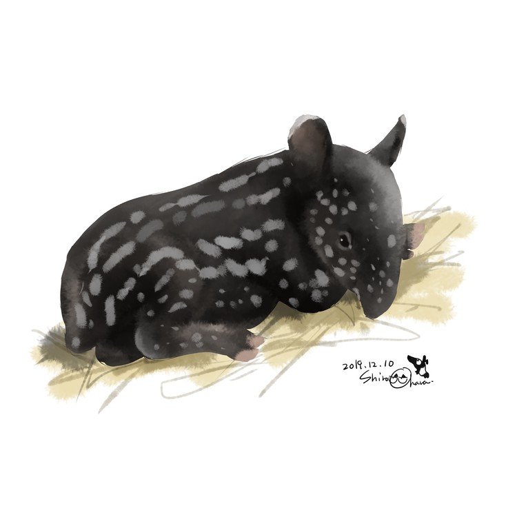 多摩動物公園にマレーバクが誕生しました。名前はカナエさん。毛艶の良いしっかりした黒い毛の色から、健康な様子が見て取れます。寒い季節ですが元気に育って下さいね。 #多摩動物公園 #マレーバク #カナエ #tapir #illustration #art #zoo #animal 