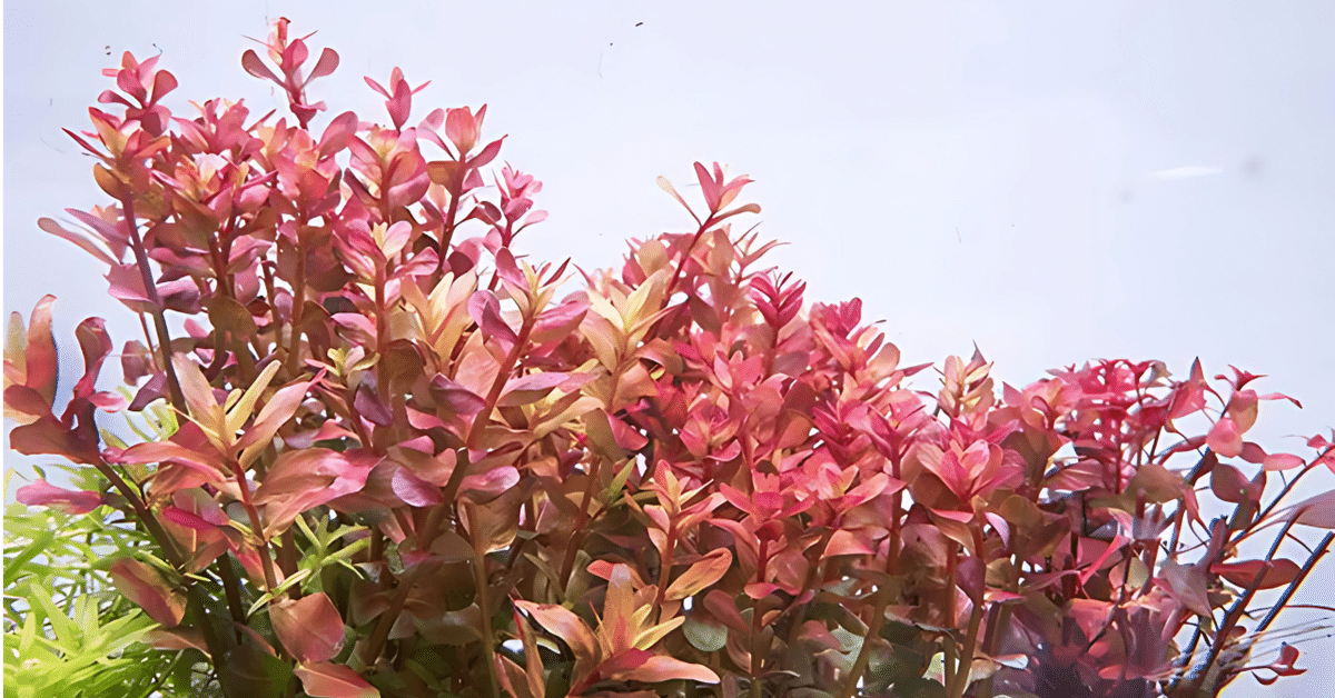 B.runo plantsマクラータ　ピンク斑入り　葉挿し用　1枚 imgrc0111039690.jpg