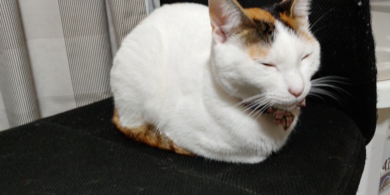 おばあちゃんみたいなねこ Tea Note おばあちゃんみたいなねこ Tea Note