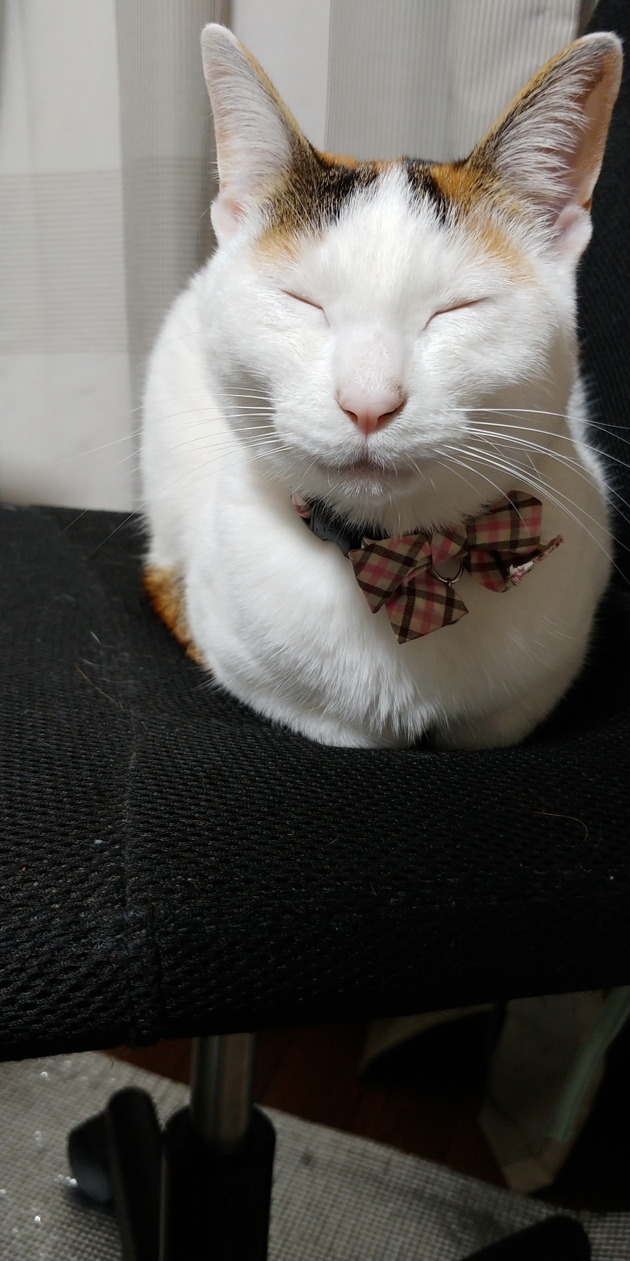 おばあちゃんみたいなねこ Tea Note おばあちゃんみたいなねこ Tea Note