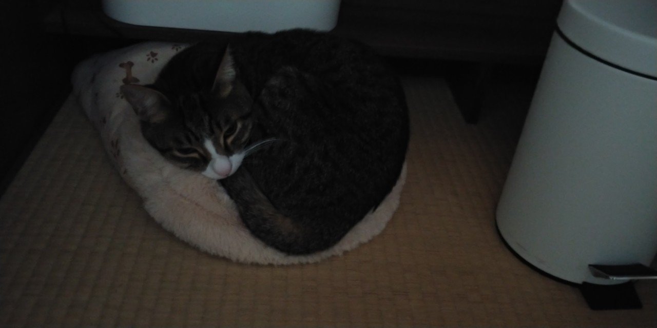 おばあちゃんみたいなねこ Tea Note おばあちゃんみたいなねこ Tea Note