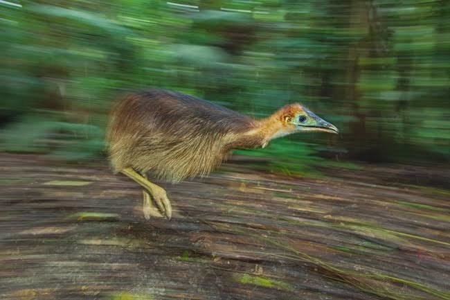 第697回 飛ぶことより走る野鳥 翆野 大地 Note 第697回 飛ぶことより走る野鳥 翆野 大地 Note
