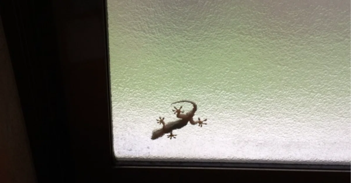 Winter Gecko｜TechpanCreate（テクパン・クリエイト）