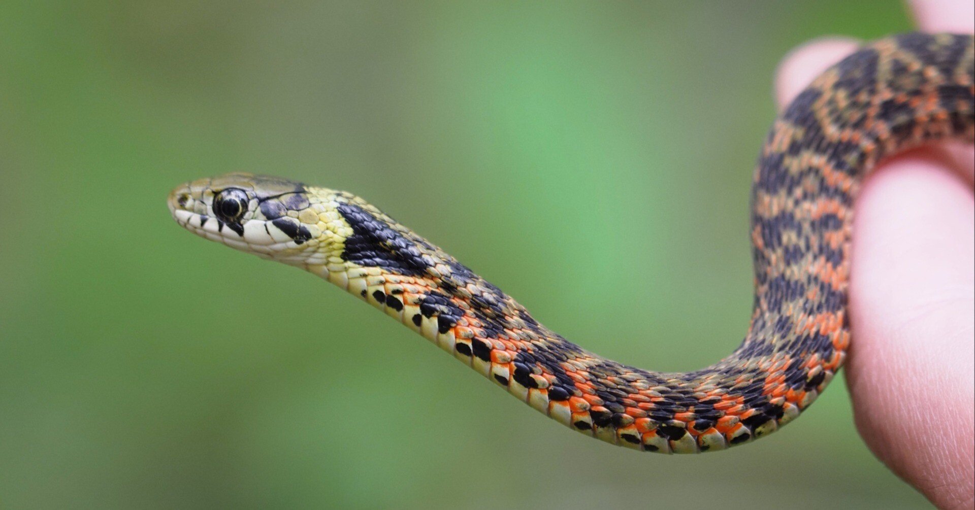 巳年あけましておめでとうございます2｜大塚敏之｜星野リゾート