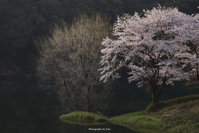 三重県_大台町_さくらの里公園_190407_0066