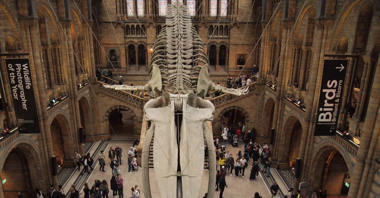 アメリカとイギリスの自然史博物館に行ってきた｜ひなた