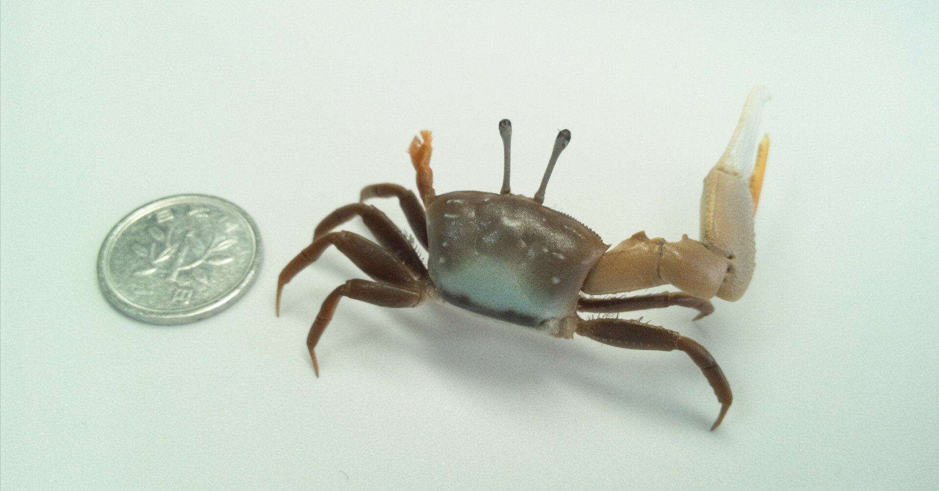 オシドリ剥製 シオマネキの剥製作りに挑戦してみた｜魚道部！/ 剥製師 力石眞弘