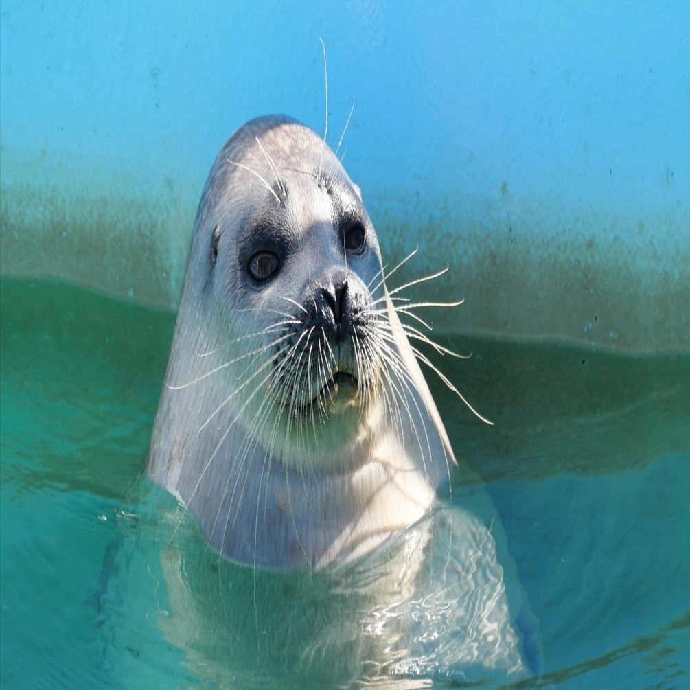 動物園シリーズ 確認用 アザラシ 2024年のアザ活で印象的だった子たちを紹介したい｜ベッチ