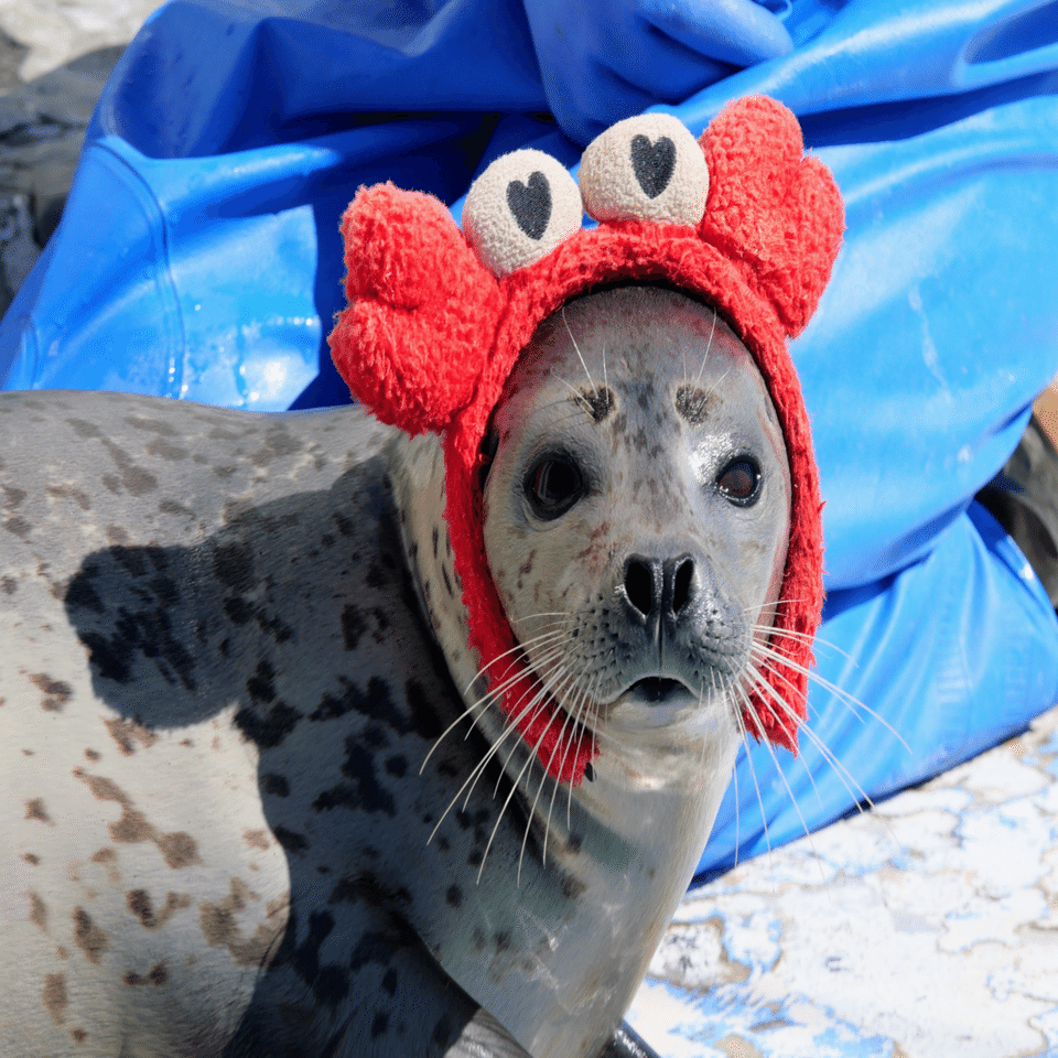 2024年のアザ活で印象的だった子たちを紹介したい｜ベッチ